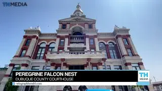 Banding baby falcons at the Dubuque County Courthouse