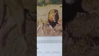 🇿🇦❣🇿🇦