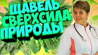 🍃 Щавель: Сверх сила природы, раскрыта