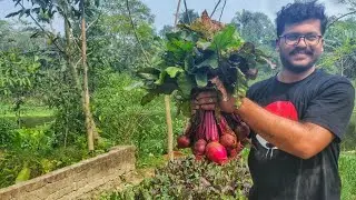 যখন নিজেরাই বিটরুট চাষ করতে পারি,তখন কিনতে হবে কেন? || Harvesting Beetroot from own farm.