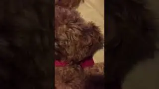 Belly Button Snoring