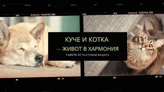 Куче и Котка 🐈  – 🐕 възможен ли е живот в хармония между тях и какво съветват от Platinum Bulgaria?
