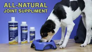 Keep Your Pets Happy and Healthy with LubrisynHA