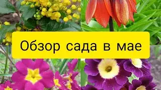 Мой сад в мае. Обзор растений на конец весны🌱🌱🌱