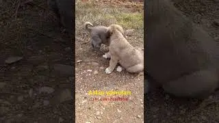YAVRU KANGAL DEGISIM SURECI #kangal #beniöneçıkart #keşfet #dog #shorts