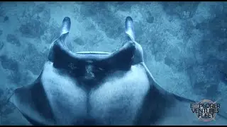 Emperor Explorer - Diving in the Maldives