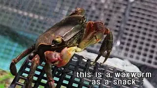 feeding crabs baby frog