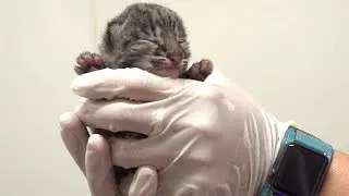 Bobcat Gives Birth To Babies