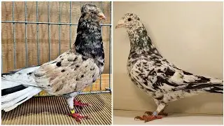 طلعت اغرب الوان الحمام بالطريقه دي 👌