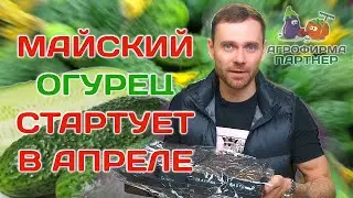 Сеем огурцы для раннего урожая | 