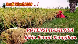 #PADI_SIGUNCA_02 #PotensiTinggi #Padi Galur Aceh #Sigunca_02 #PadiUnggul #Padi_viral_2023.