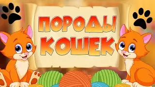 КОШКИ для ДЕТЕЙ! Развивающее видео для ДЕТЕЙ о кошках!