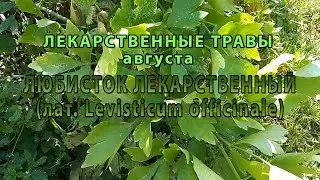 Лекарственные растения августа "Любисток лекарственный"