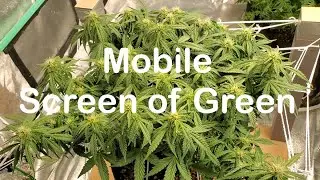 Transplanting Tips and a Mobile Screen of Green