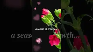 Have you ever had a dream about flowers? #biblicaldreaminterpretation #propheticdream