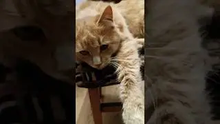 Эх, избаловали мы тебя. #shorts #кот #котики #юмор