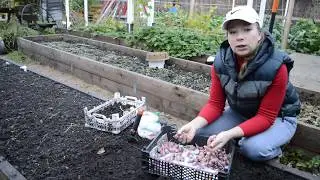 Когда и как сажать чеснок под зиму