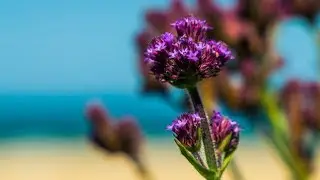 #13 | Travel Vlog | Macro Photography | Lake Cathie