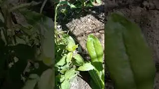 окопы войны 2022 кацап на цепи)))))
