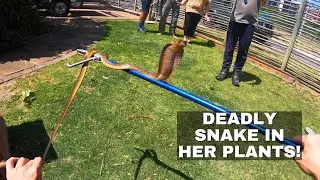 DEADLY COBRA IN HER PLANTS!