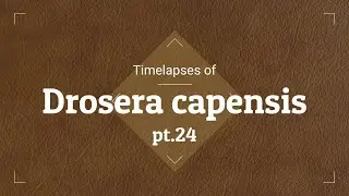 Timelapses with Drosera capensis pt.24