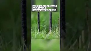 My time has come 😢 #fypシ #viral #studentlife #universityofperadeniya