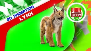 Green Screen Lynx Feline 3D Animation - PixelBoomCG