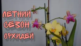 Орхидеи летом. Как они выглядят в жару и при высоких температурах. (подробнее в описании)