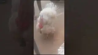Turkish Hen....