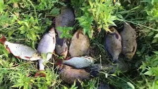 I PUT ALL THE OVELKS IN ONE LAKE!