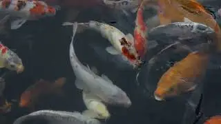 Fish#fish are better than dogs||