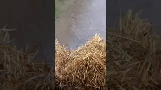 Очистка дна пруда