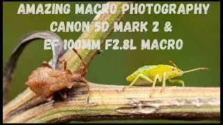 Macro Photography with Canon 5d mark2 and EF 100mm L macro. Sample images.