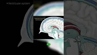 Choroid Plexus explained #shorts  #science #anatomy #doctor