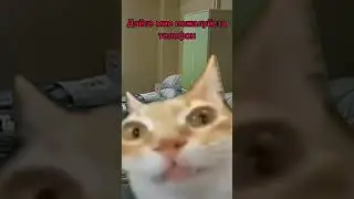 Минуточку #рекомендации #милота #котики #актив