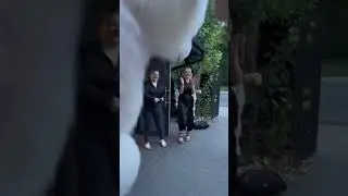 А бело-белые ромашки