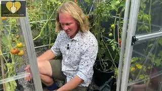 How to grow Tomatoes with Chris Myers