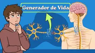 El Sistema Nervioso Autónomo | Columna Vertebral