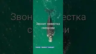 Звонит невестка свекрови 😂#юмор 😂#прикол 😎#анекдот