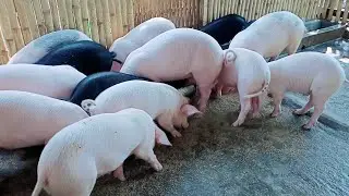 Cute piglets are enjoying taking feeds ll pig farm in assam