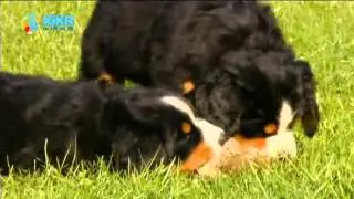 Löwenzähnchen 12 Keks und die Minikekse