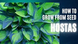 How to grow Hosta from seed  🌱| The BEST and EASIEST way to grow Hosta from seed part 2🌱