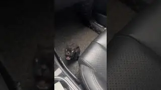 Осторожно злая собака 😂