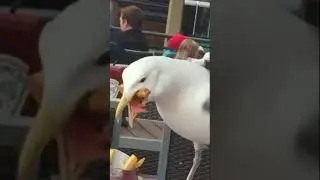 Прожорливые чайки 🐦😻 Кот в шоке. 