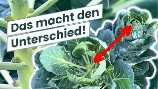 So erntest du größeren Rosenkohl (und früher!)