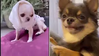 Which puppy is the cutest? 1 kurimusenyou or 2 palpy_chihuahua