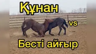 Beautiful Horse! Horses Running  #horse #horses #shorts