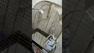Корелла моего двоюродного брата 🐦🐦🐦🦜🦜🦜
