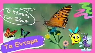 Ο Κόσμος Των ζώων - Τα Έντομα