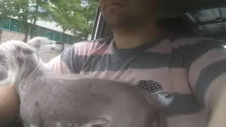 Поехали с лысой бабкой в город мясо отвозить